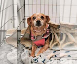 Chihuahua-Unknown Mix Dogs for adoption in Visalia, CA, USA