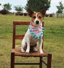 Small Pembroke Welsh Corgi