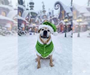 Boxer-Unknown Mix Dogs for adoption in Evansville, IN, USA