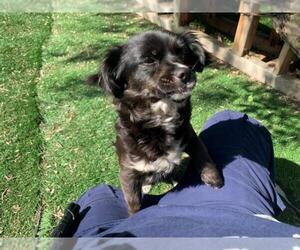 Chihuahua Dogs for adoption in Fremont, CA, USA