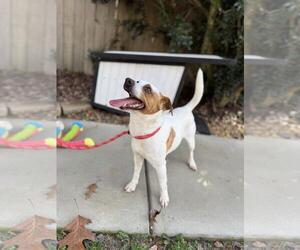 Jack Russell Terrier-Unknown Mix Dogs for adoption in Yardley, PA, USA