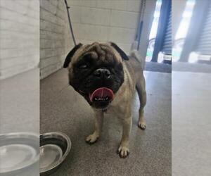 Pug Dogs for adoption in San Bernardino, CA, USA