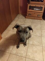 American Pit Bull Terrier Dogs for adoption in Traverse City, MI, USA