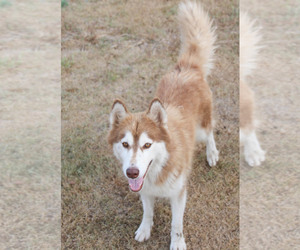 Alaskan Husky Dogs for adoption in PIPE CREEK, TX, USA