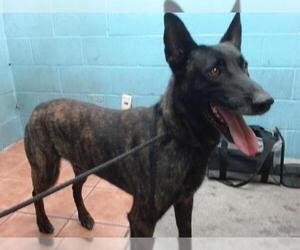 Mutt Dogs for adoption in Downey, CA, USA