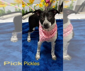 Mutt Dogs for adoption in Cottageville, WV, USA