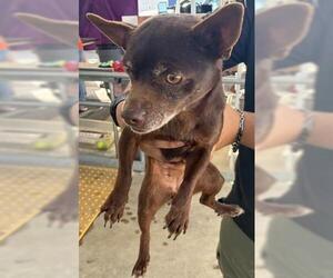 Chihuahua Dogs for adoption in Bakersfield, CA, USA