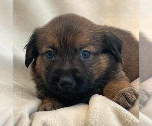 Labrador Retriever-Unknown Mix Dogs for adoption in San Diego, CA, USA