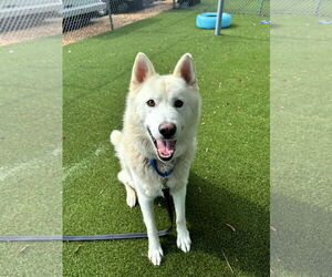 Mutt Dogs for adoption in Shelburne, VT, USA