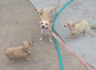 Chihuahua Dogs for adoption in Phoenix, AZ, USA