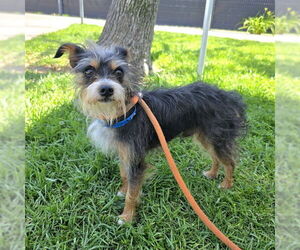 Mutt Dogs for adoption in Long Beach, CA, USA