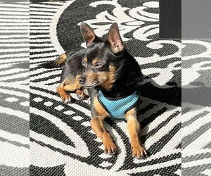 Chipin Dogs for adoption in Des Moines, IA, USA