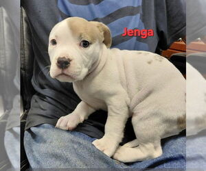 Mutt Dogs for adoption in South Bend, IN, USA