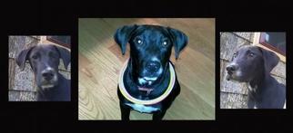 Labrador Retriever-Unknown Mix Dogs for adoption in Madison, AL, USA