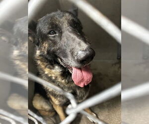 German Shepherd Dog Dogs for adoption in San Bernardino, CA, USA
