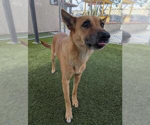 German Shepherd Dog Dogs for adoption in Downey, CA, USA