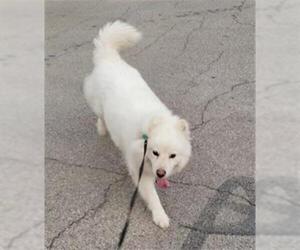 American Eskimo Dog Dogs for adoption in San Antonio, TX, USA