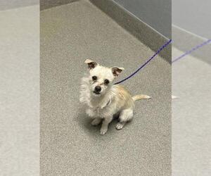 Mutt Dogs for adoption in Las Vegas, NV, USA