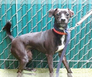 Dachshund-Unknown Mix Dogs for adoption in Downey, CA, USA