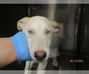 Labrador Retriever-Siberian Husky Mix Dogs for adoption in Oklahoma City, OK, USA