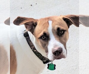 Labrador Retriever-Unknown Mix Dogs for adoption in Denver, CO, USA