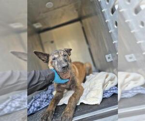 German Shepherd Dog-Unknown Mix Dogs for adoption in San Antonio, TX, USA