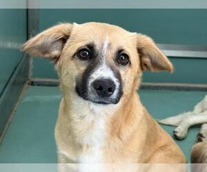 Mutt Dogs for adoption in Moreno Valley, CA, USA