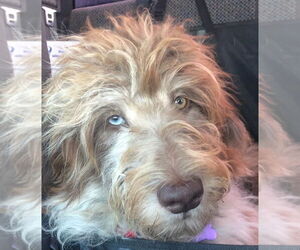 Mutt Dogs for adoption in Dallas, TX, USA