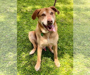 Retriever -Unknown Mix Dogs for adoption in New Orleans, LA, USA