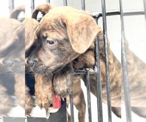 Rottweiler-Unknown Mix Dogs for adoption in Houston, TX, USA
