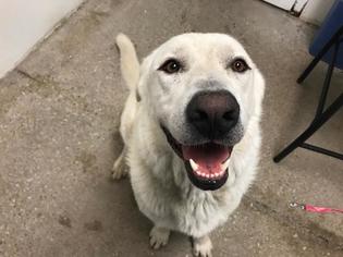 Great Pyrenees Dogs for adoption in Lawrence, KS, USA