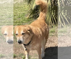 Mutt Dogs for adoption in Murrells Inlet, SC, USA