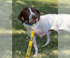 Pointer Dogs for adoption in Mankato, MN, USA