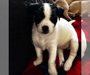 ShiChi Dogs for adoption in Gulfport, MI, USA