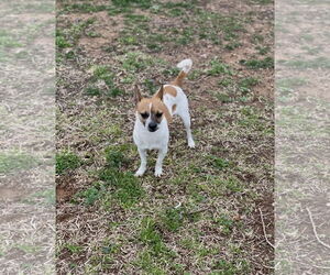 Jack Chi Dogs for adoption in Euless, TX, USA