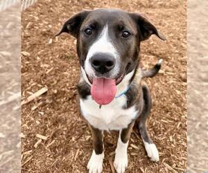 Mastiff-Unknown Mix Dogs for adoption in Denver, CO, USA
