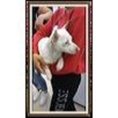 Chiweenie Dogs for adoption in San Bernardino, CA, USA