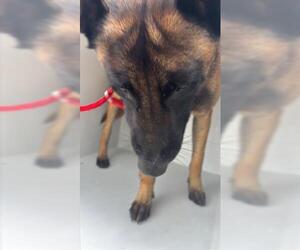 Mutt Dogs for adoption in Houston, TX, USA