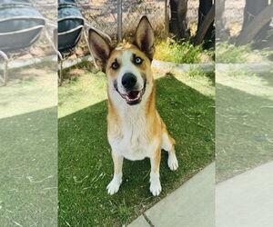 Mutt Dogs for adoption in Marina Del Rey, CA, USA