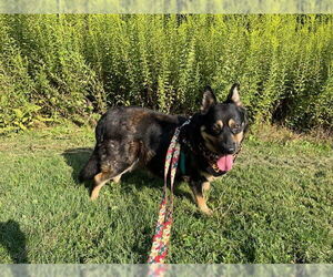 Plott Hound-Unknown Mix Dogs for adoption in Louisville, KY, USA