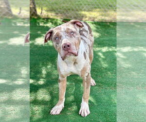 American Pit Bull Terrier-Unknown Mix Dogs for adoption in Spring Lake, NJ, USA
