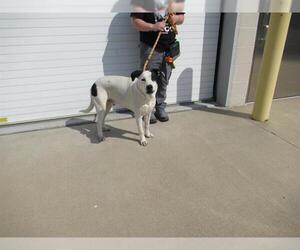 American Staffordshire Terrier-Pointer Mix Dogs for adoption in Louisville, KY, USA
