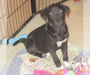 Labrador Retriever-Unknown Mix Dogs for adoption in Camden, SC, USA