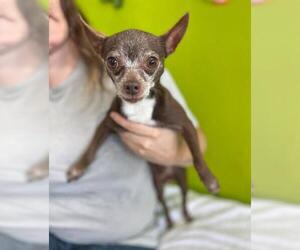 Chihuahua-Unknown Mix Dogs for adoption in Fultonham, NY, USA