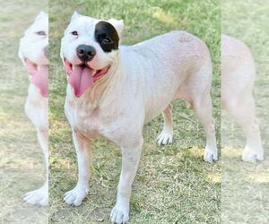 American Pit Bull Terrier-Unknown Mix Dogs for adoption in Great Bend, KS, USA