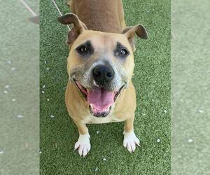 American Pit Bull Terrier Dogs for adoption in Fayetteville, NC, USA
