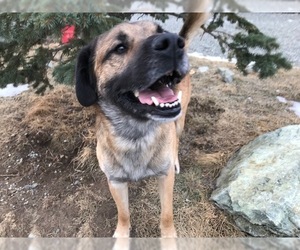 Shepradors Dogs for adoption in Palmer, AK, USA