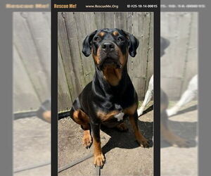 Rotterman Dogs for adoption in Benton, PA, USA