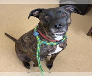 Labrador Retriever-Unknown Mix Dogs for adoption in Derwood, MD, USA