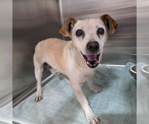 Chihuahua-Unknown Mix Dogs for adoption in Long Beach, CA, USA